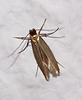 20100523 4341Mw Kleinschmetterling, Urmotte