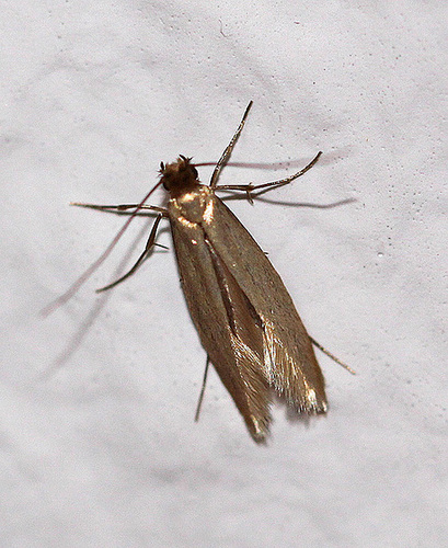 20100523 4341Mw Kleinschmetterling, Urmotte
