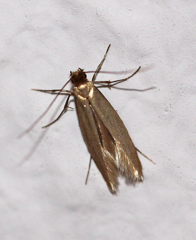 20100523 4341Mw Kleinschmetterling, Urmotte