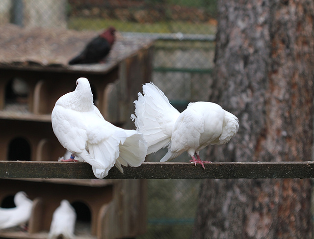 Pigeons paons