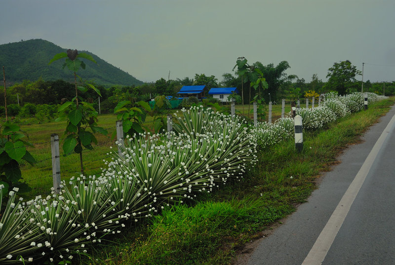 Century plants with styrofoam protections