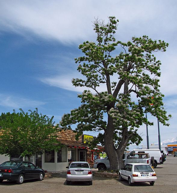 Catalpa in Big Pine (2319)