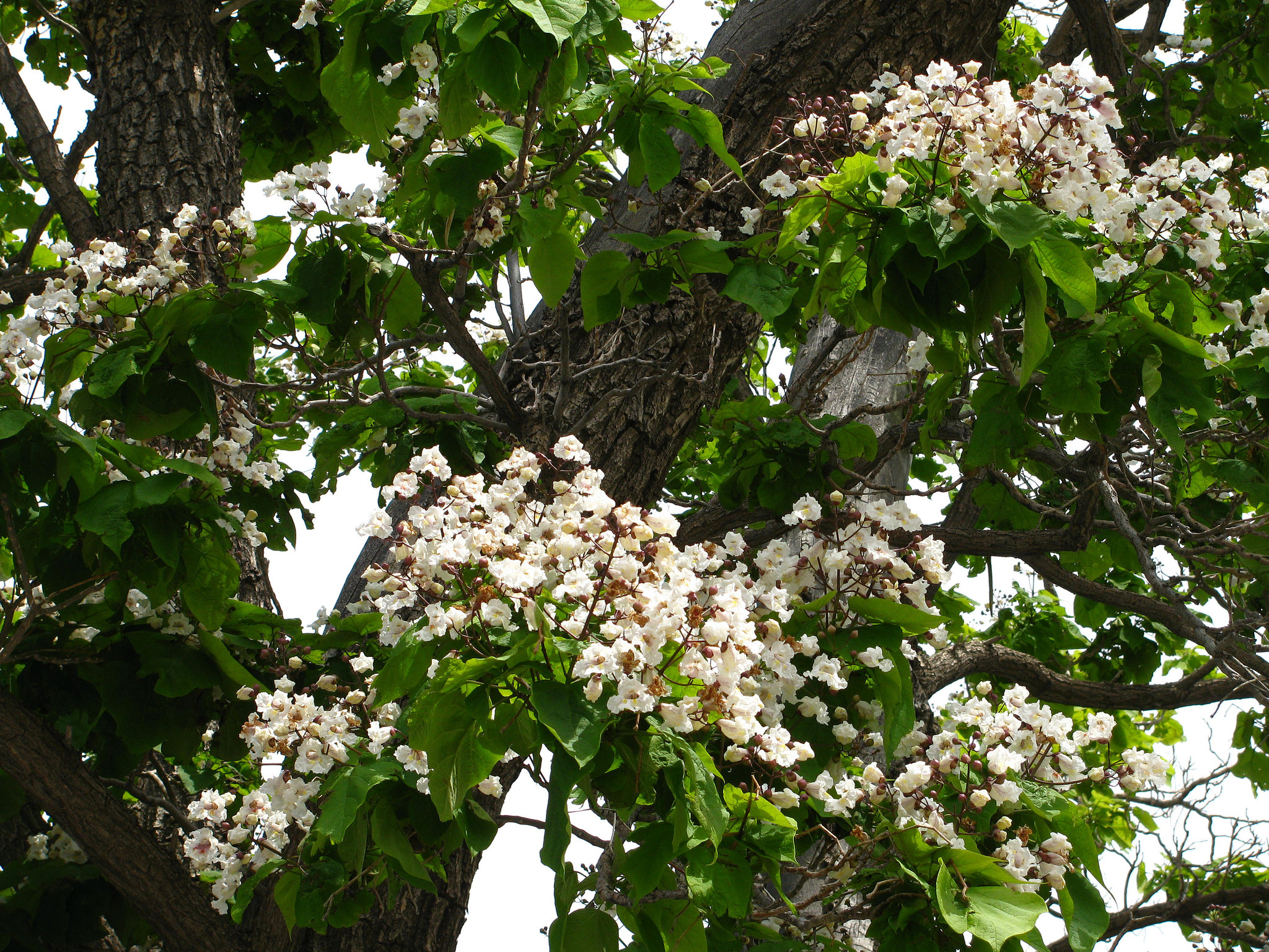 Catalpa in Big Pine (2320)
