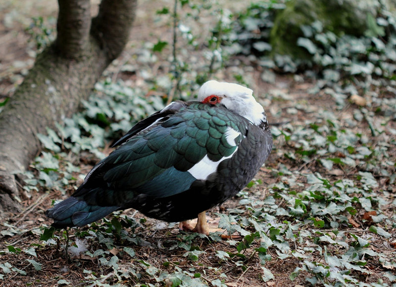 Dormir d'un oeil....Canard de Barbarie