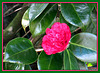 Camelia