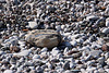 20110304 0250RAfw Kemer