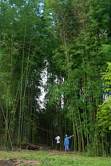 Walk through the bamboo wood land