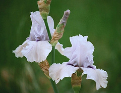 Iris Song of Norway Iris Song of Norway