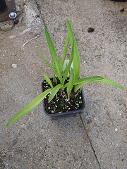 polyanthes tuberosa P5081629