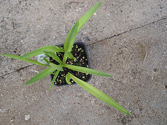 polyanthes tuberosa P5081630