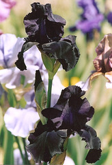 Iris Black Tie Affair