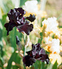 Iris Midnight oil