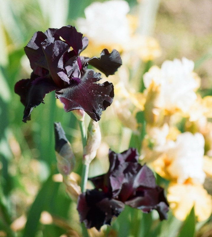Iris Midnight oil