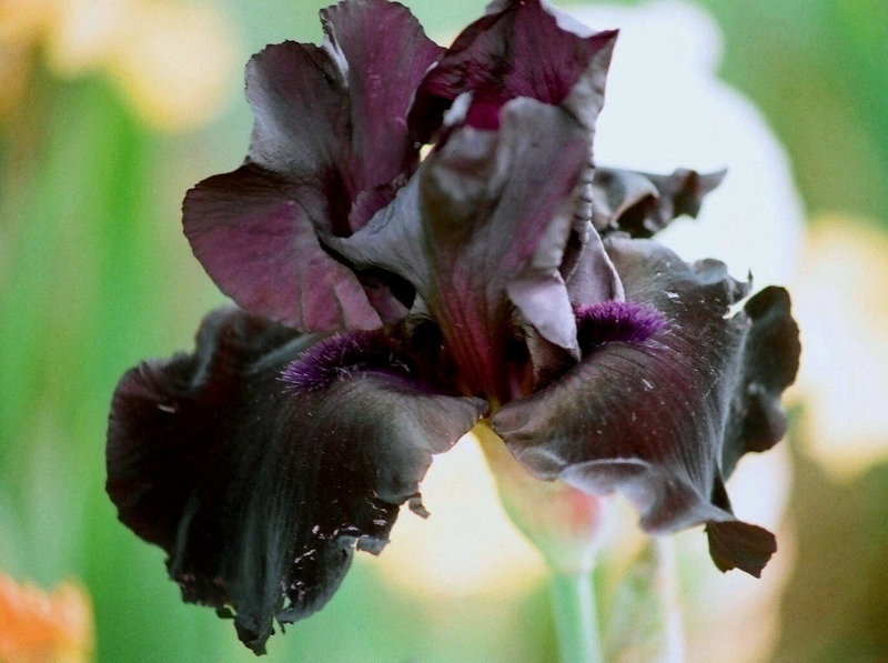 IrisMidnight Oil (2)