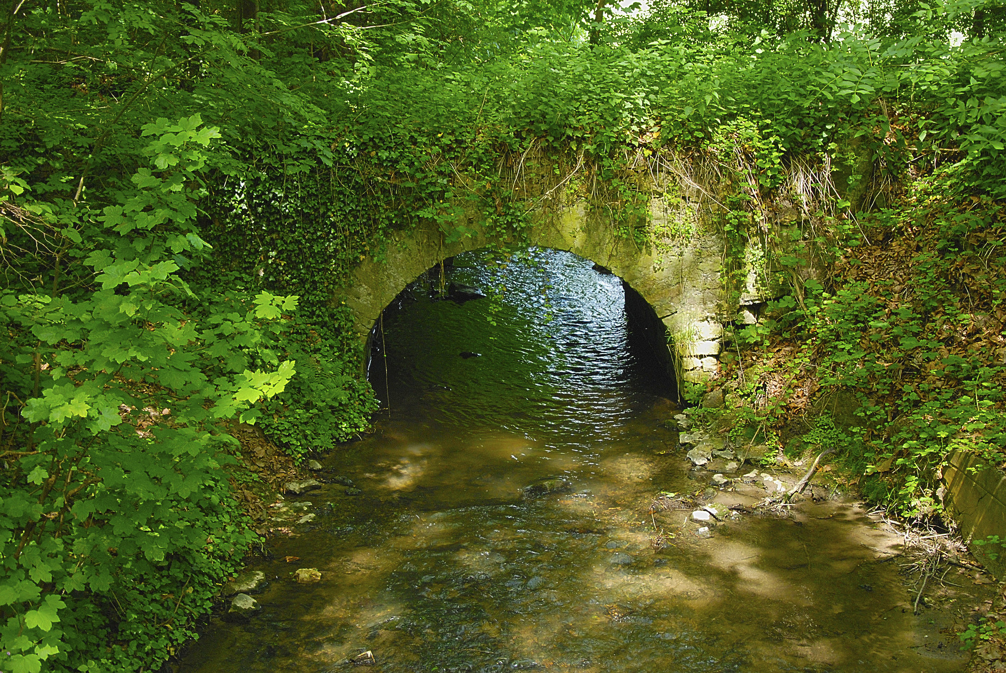 Petit coin de verdure
