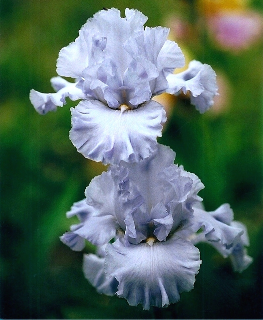 Iris Oregon Sky