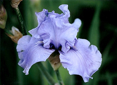 Iris Pacific Mist