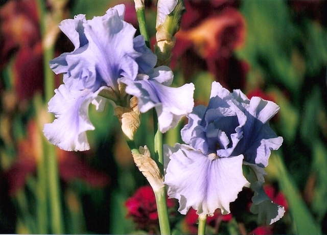 Iris Olympiad