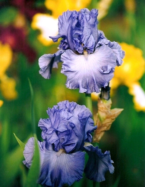 Iris Royal élégance