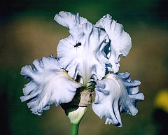 Iris Peacefull waters