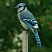 blue jay sept 30 2014 DSC 9446a