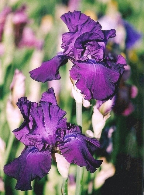 Iris Loyalist