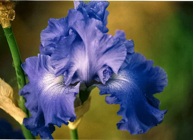 Iris Memphis blues