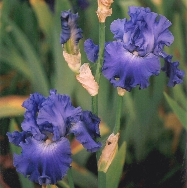 Iris Memphis Blues (2)