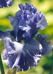 Iris Royal elegance
