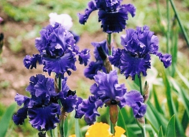 Iris Indigo Princess