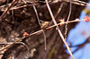 20110303 0148RAfw Kemer Knospen
