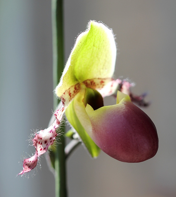 Paphiopedilum (Glaucophyllum x primulinum)