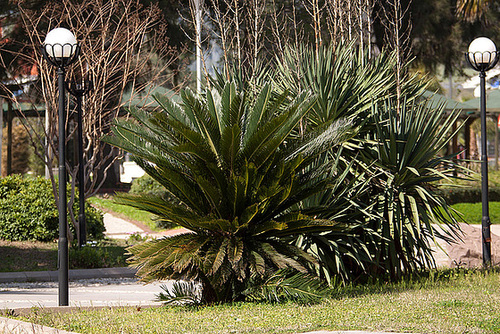 20110304 0255RAfw Kemer