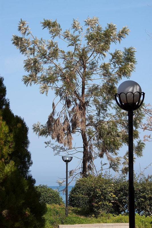 20110304 0256RAfw Kemer