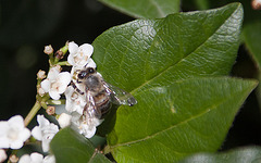 20110304 0258RAfw Kemer Biene