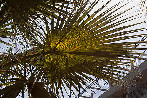 20110304 0261RAfw Kemer Sonnenschirm