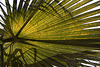 20110304 0262RAfw Kemer Sonnenschutz