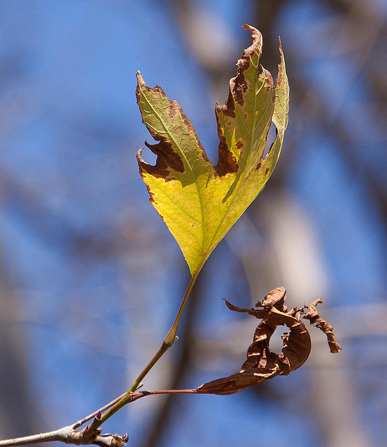 20110304 0264RAfw Kemer Letztes Blatt