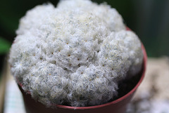 Mammillaria plumosa