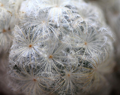 Mammillaria plumosa (2)