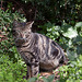 20110304 0282RAw [TR] Katze, Kemer, Türkei