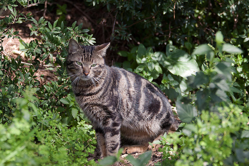 20110304 0282RAw [TR] Katze, Kemer, Türkei