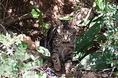 20110304 0281RAw [TR] Katze, Kemer, Türkei