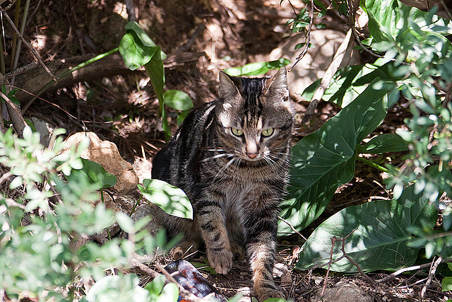 20110304 0281RAw [TR] Katze, Kemer, Türkei