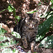 20110304 0281RAw [TR] Katze, Kemer, Türkei