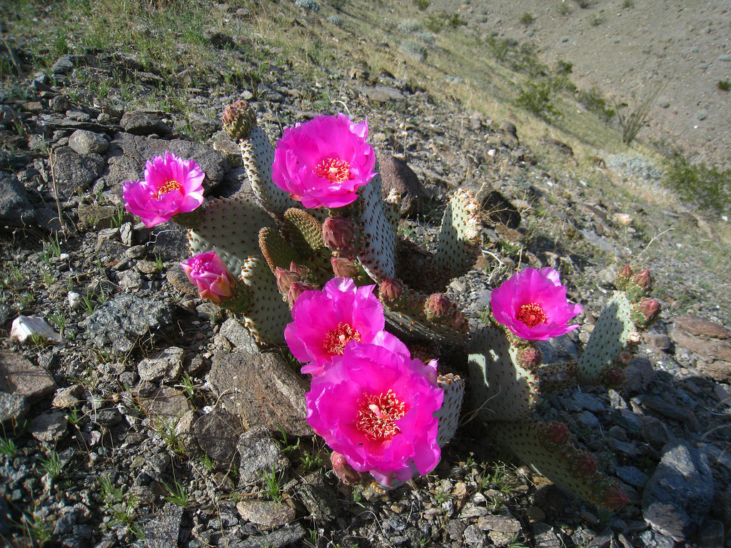 Great Outdoors Hike To The Grottos In Mecca Hills - Cactus Flowers (6396)