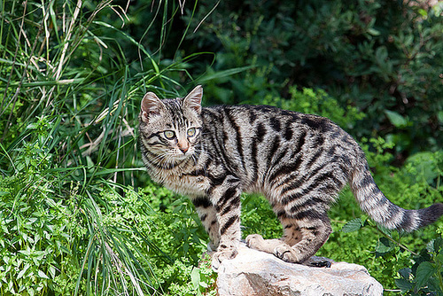 20110304 0280RAw [TR] Katze, Kemer, Türkei