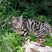 20110304 0280RAw [TR] Katze, Kemer, Türkei