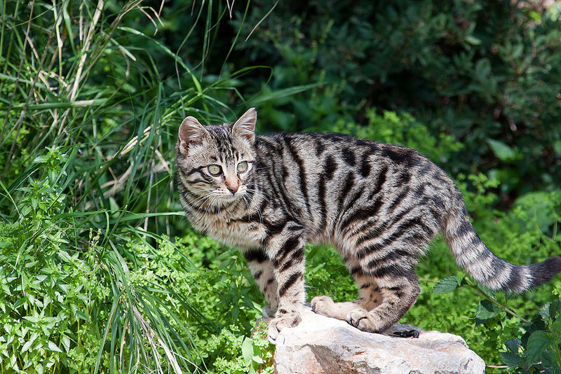 20110304 0280RAw [TR] Katze, Kemer, Türkei