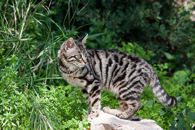 20110304 0279RAw [TR] Katze, Kemer, Türkei
